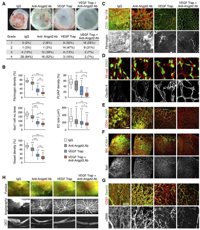 Restoration of retinal vessel integrity by neutralizing VEGF, placental ...