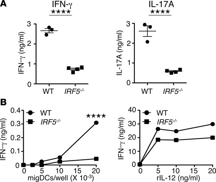 
IRF5–/– DCs with deficiency in IL-12 and IL-6 production have reduced c...