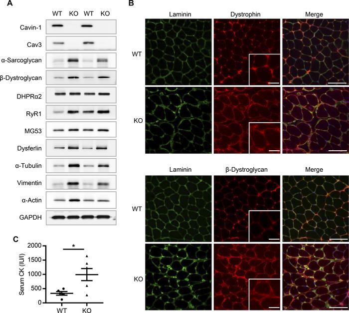 Cavin-1 null mice display elevated levels of dystrophin-glycoprotein com...