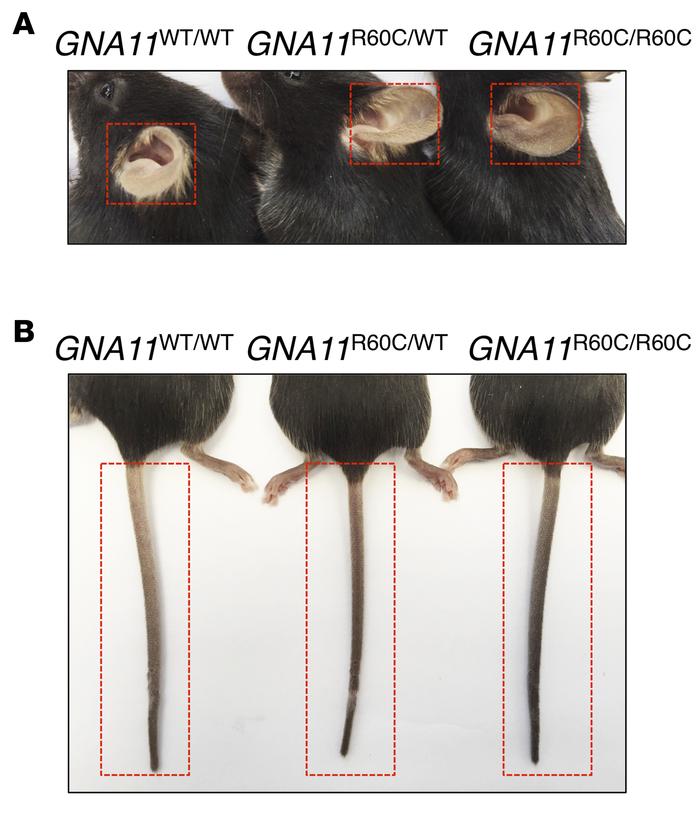 Mutant mice with activating Gα11 have darker ear and tail color.
(A and ...