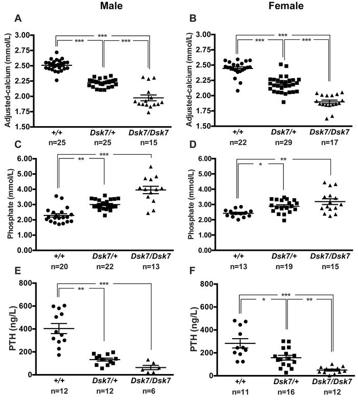 Calcitropic phenotype of Dsk7 mice.
(A and B) Plasma adjusted-calcium, (...