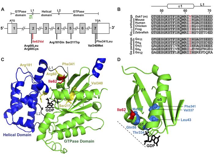 Structural characterization of the Ile62Val Gα11 mutation.
(A) Genomic o...