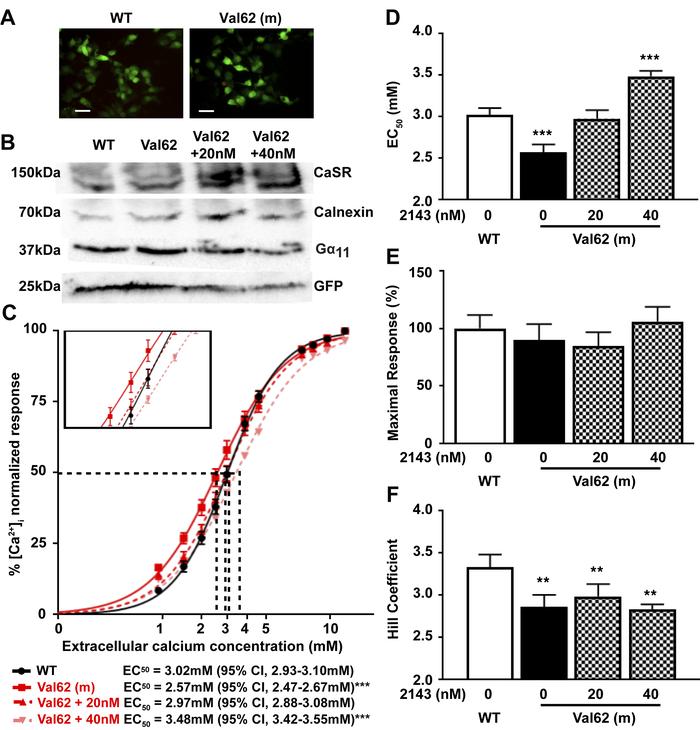 Intracellular calcium responses of the Val62 Gα11 mutant and effect of N...