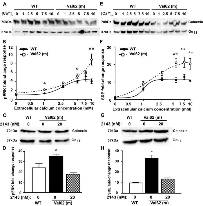 MAPK responses of the Val62 Gα11 mutant and effect of NPS-2143 treatment...
