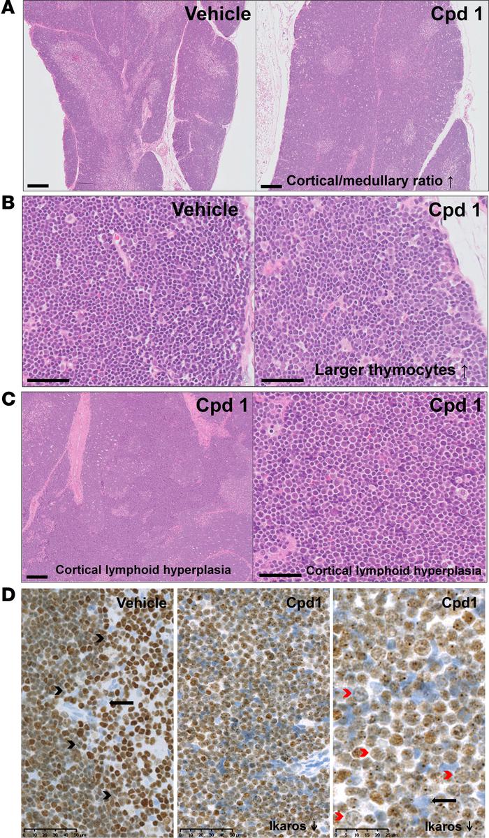Histopathological analysis of thymic alterations in rats treated with re...