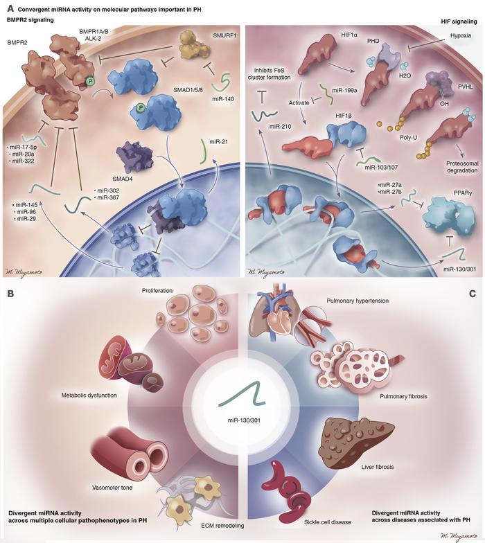 A conceptual schematic to categorize the activities of miRNAs in PH.
Cur...