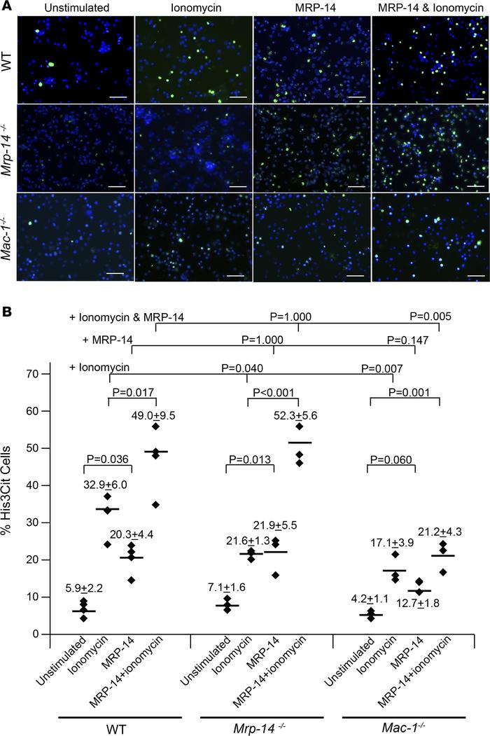 Effect of recombinant MRP-14 on NETosis in WT, Mrp-14-/-, and Mac-1-/- n...