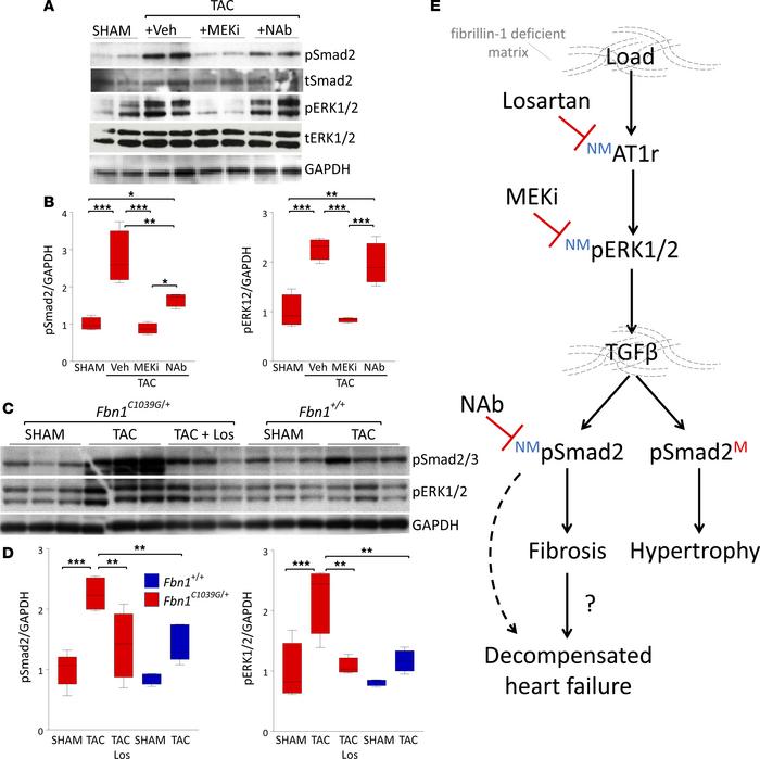 ERK1/2 activation is upstream of Smad2 activation in Fbn1C1039G/+ hearts...