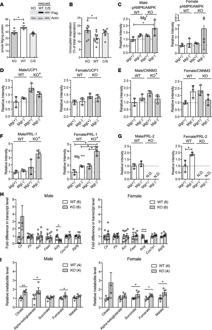 Altered cellular metabolism in PRL2-KO MEF and BAT.
(A) Mg2+ content of ...