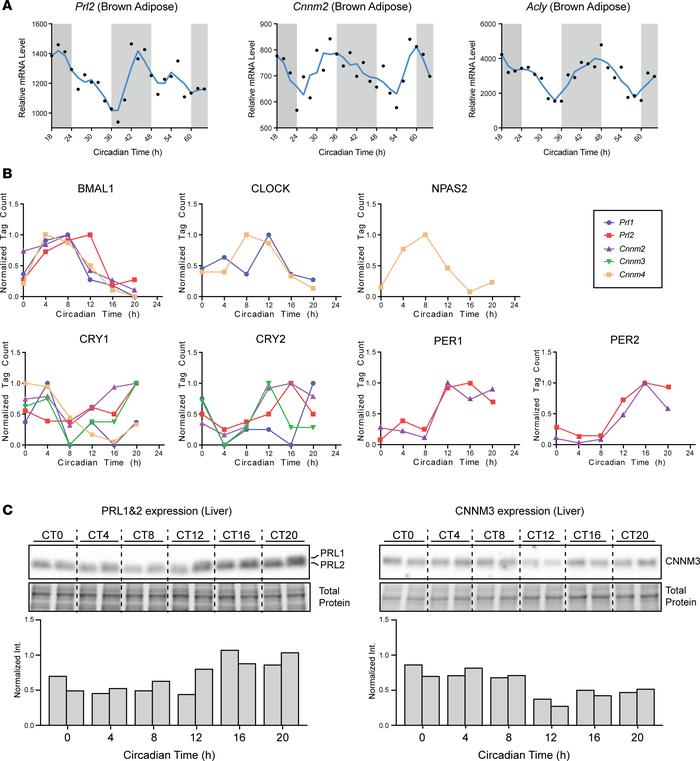Circadian regulation of PRL and CNNM genes.
(A) Relative mRNA levels of ...