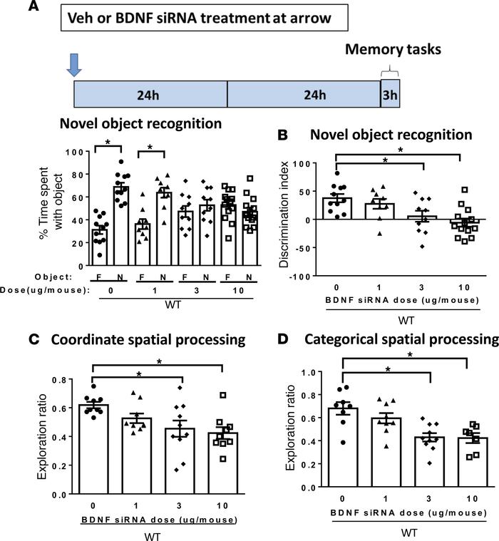 Intranasal treatment with brain-derived neurotrophic factor (BDNF) siRNA...