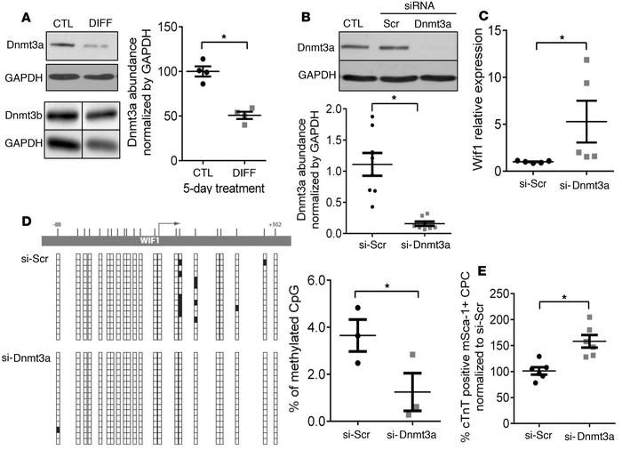 Dnmt3a downregulation upregulates Wif1 expression in cardiac progenitor ...