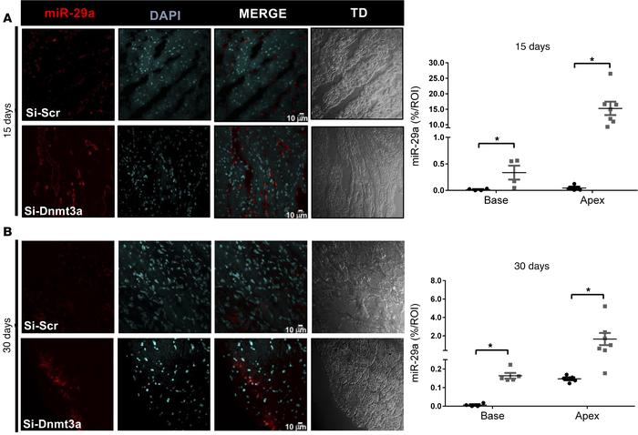 In situ hybridization of miR-29a in infarcted hearts with siRNA-Dnmt3a–i...