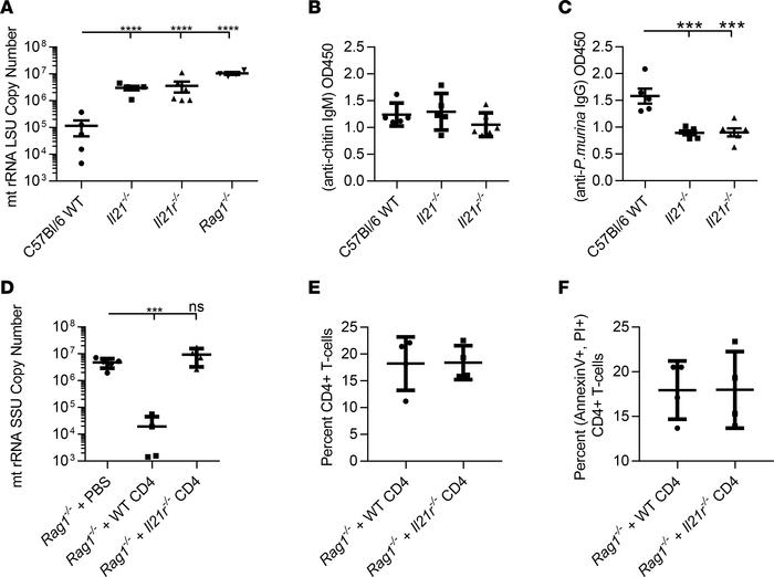 CD4+ T cell IL-21 signaling is required for P. murina clearance.
WT and ...