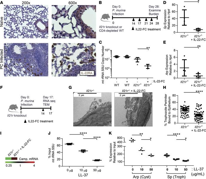 IL-22–FC treatment is protective in Il21r–/– mice.
(A) Histology slides ...