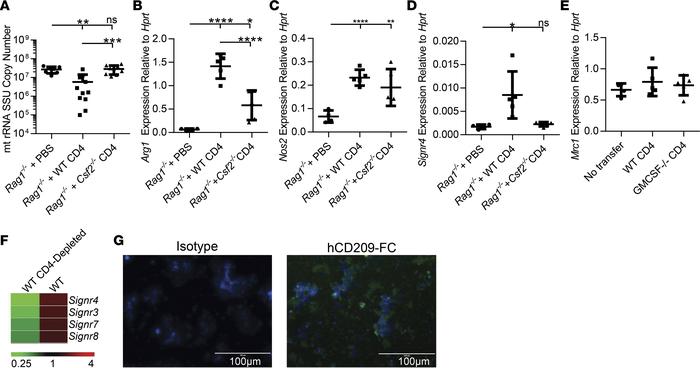 GM-CSF production by CD4+ T cells is required for successful immune resp...
