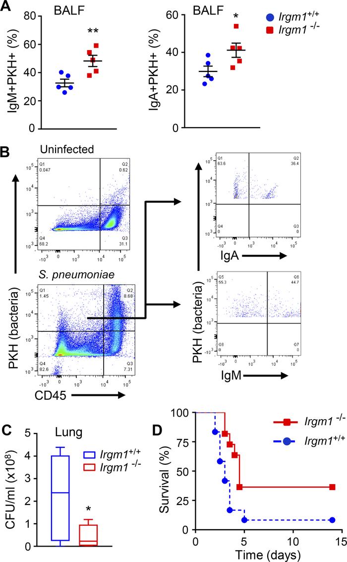 Enhanced anti-Pneumococcal host defense in Irgm1–/– mice.
(A and B) Mice...