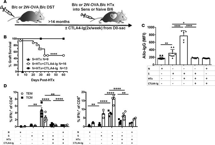 CLTA4-Ig delays graft rejection in allosensitized recipients.
(A) C57BL/...