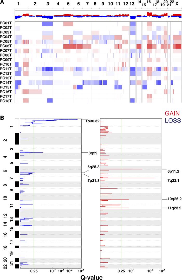 Somatic copy number alterations (SCNAs) in the discovery cohort (n = 17)...