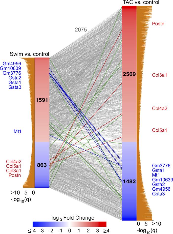 Identifying inversely regulated genes in CFs during pathological versus ...