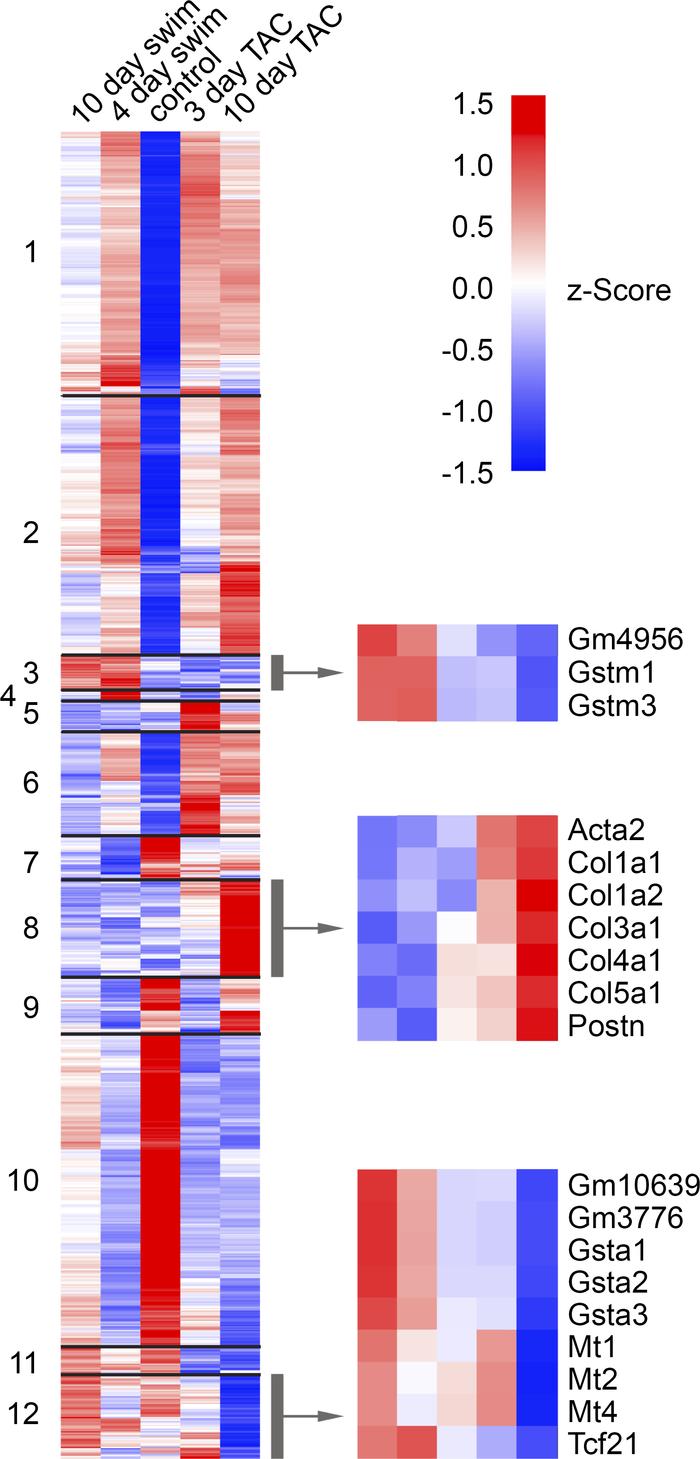 Heat map of genes expressed in swim and TAC.
Hierarchical clustering of ...