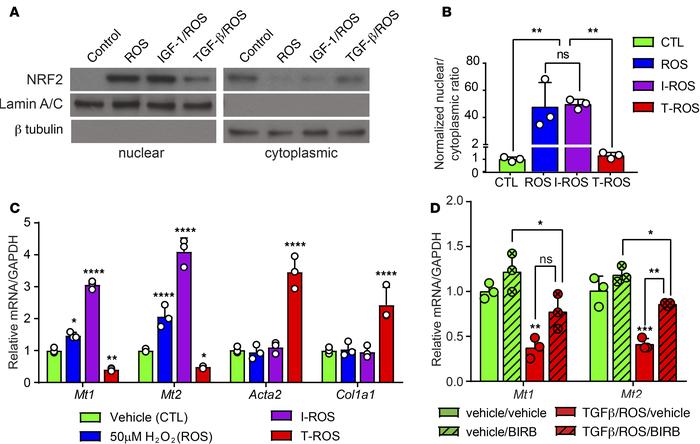 NRF2-dependent toxin and ROS scavenger pathways are suppressed in pathol...