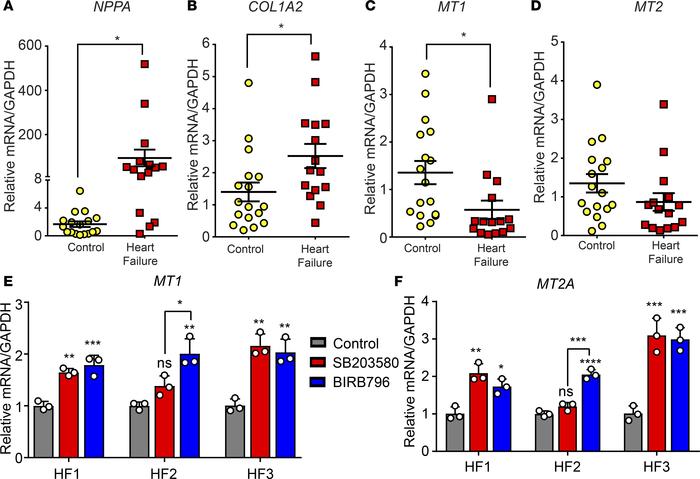 TGF-β1/p38 signaling represses MT1/2 in human cardiac fibroblasts.
qPCR ...