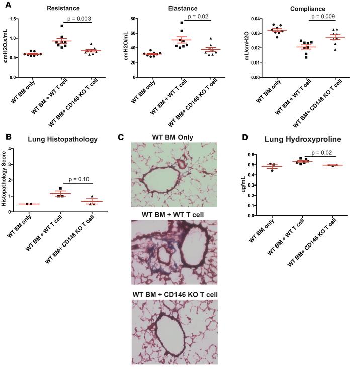 CD146-expressing T cells are necessary for the development of cGvHD and ...