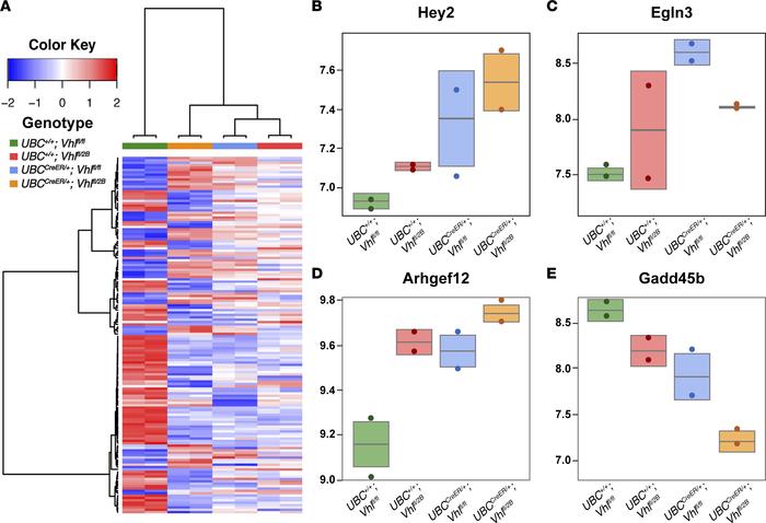 RNA-Seq analysis of P7 conditional Vhl-null and Vhl–2B mutant retinas id...