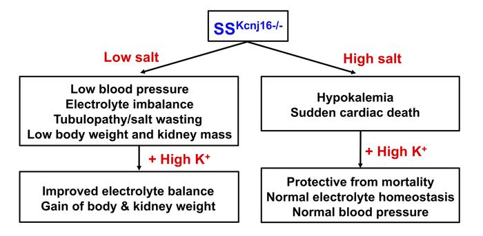 Summary of the proposed role of Kir4.1/5.1 in the kidney function and bl...