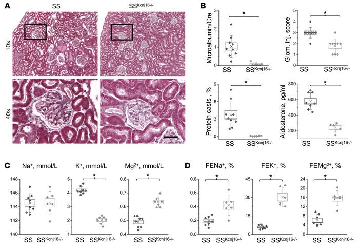 Kidney function and electrolyte balance in SSKcnj16–/– rats.
(A) Light m...