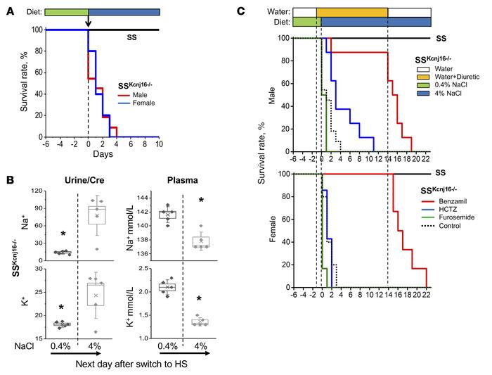 High salt intake triggers rapid mortality of SSKcnj16–/– rats.
(A) Survi...
