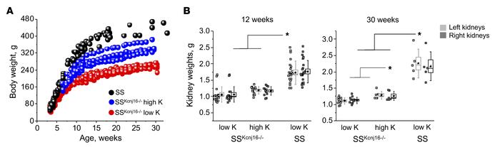 High-potassium diet supplement restores the development of SSKcnj16–/– r...