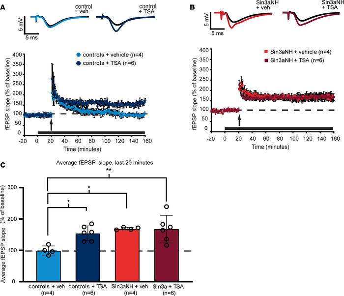 LTP enhancement by HDAC inhibitor administration is occluded in Sin3a ne...