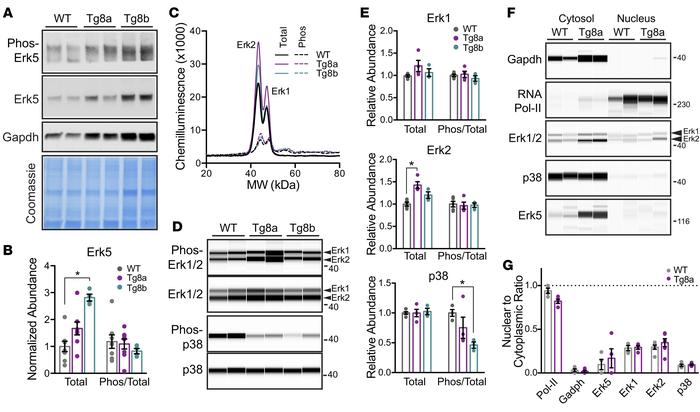 Evaluation of MAPK signaling in Cdk8-transgenic hearts.
Discordant diffe...