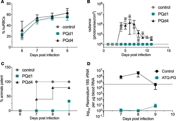 Liver stage–to–blood stage transition of P. falciparum in FRG huHep mice...