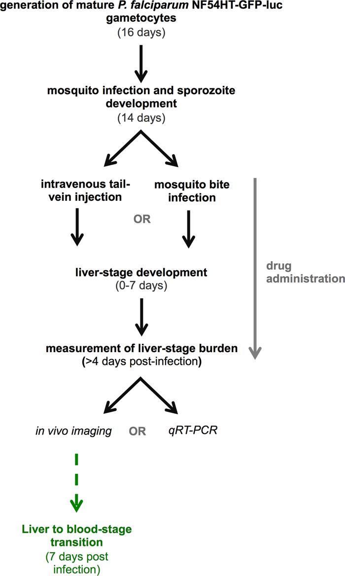 Experimental design for testing liver stage efficacy of antimalarials ag...