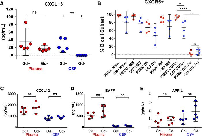 Locally produced CXCL13 may drive B cell recruitment to the CNS.
CXCL13 ...