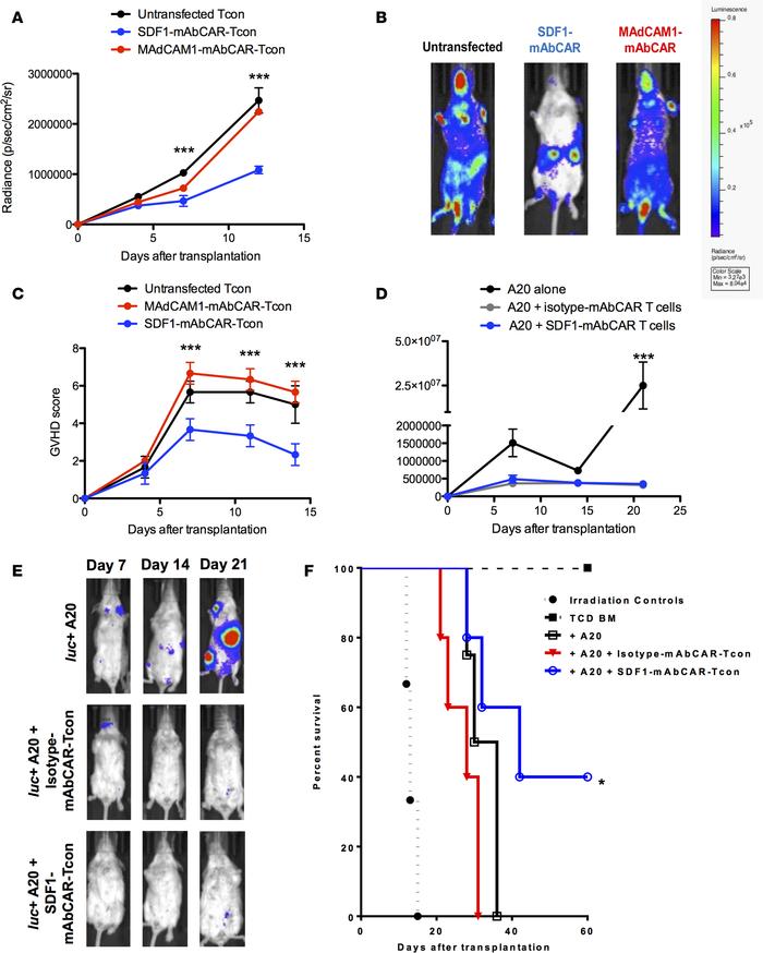Tissue-specific FITC mAbs modulate mAbCAR T cell homing and function in ...