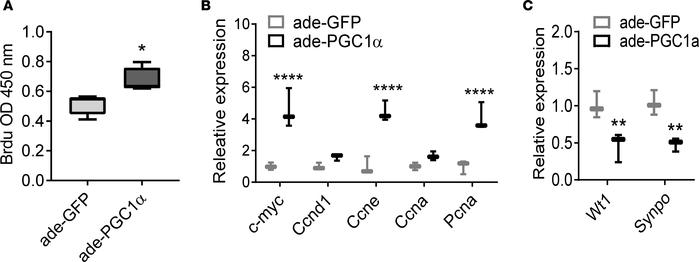 PGC1α induces podocyte proliferation in vitro.
(A) BrdU incorporation in...