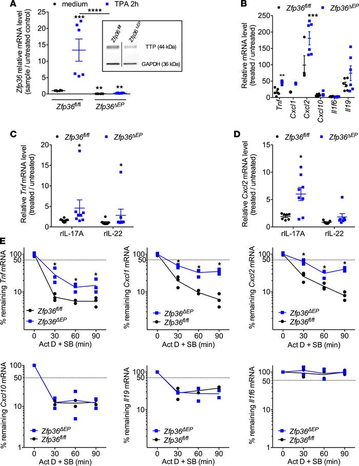 TTP controls the mRNA stability of many proinflammatory mediators in TPA...