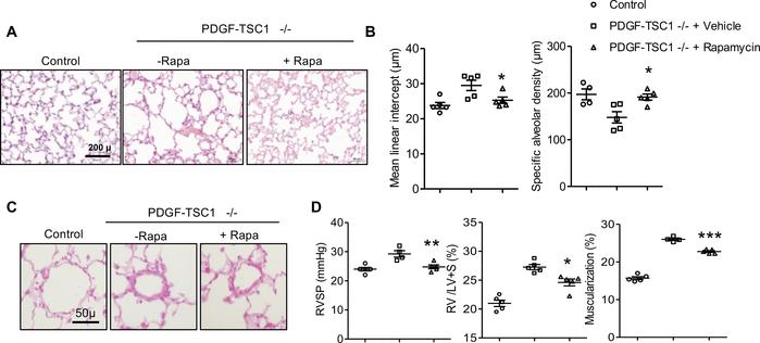 Effects of rapamycin-treated mice on lung emphysema and pulmonary hemody...