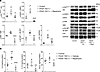 Effects of rapamycin treatment on lung protein levels in PDGF-TSC1–/– mice.