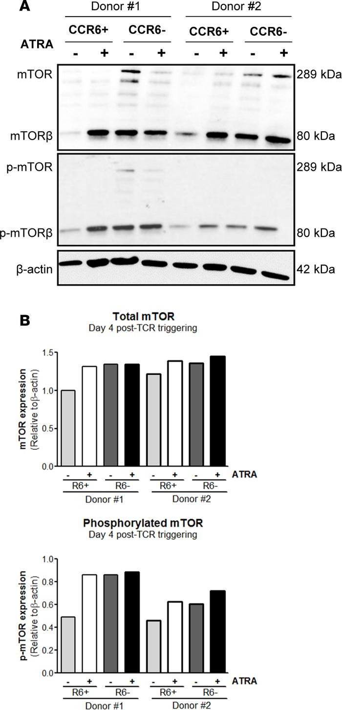 ATRA induces mTOR expression and phosphorylation selectively in CCR6+ T ...