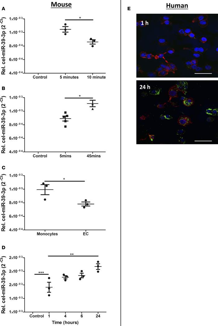 EC-EVs are taken up by monocytes.
(A) Tail vein–injected endothelial cel...