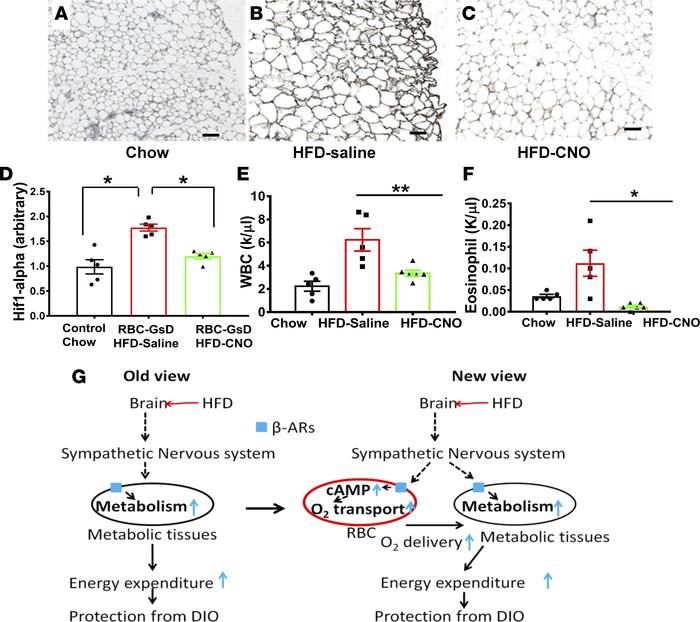 Activation of rbc-Gs signaling reduced tissue hypoxia induced by HFD.
Rb...