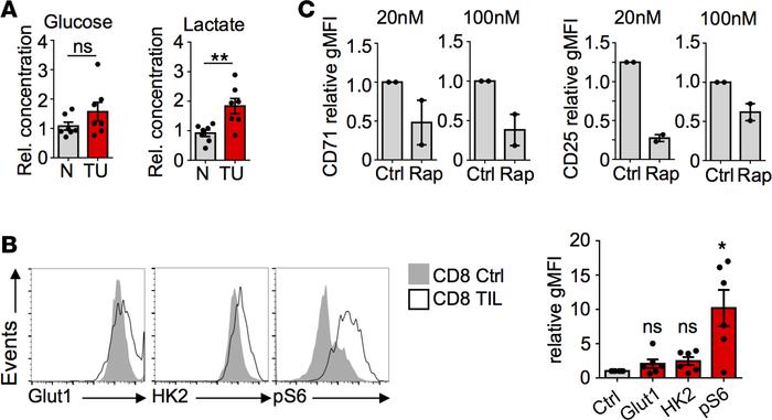 ccRCC CD8 TIL express Glut1 and HK2 and show induction of mTORC1.
(A) Gl...