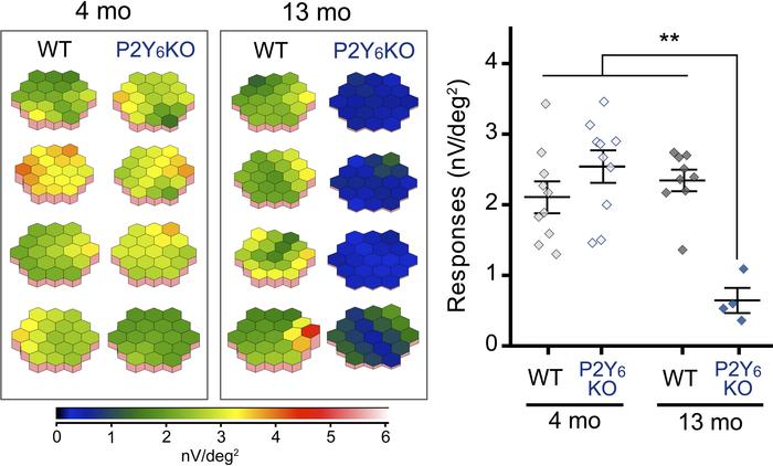P2Y6KO mice show visual dysfunction.
Impaired visual function estimated ...