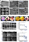 Histological changes in P2Y6KO mice.