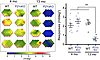 P2Y6KO mice show visual dysfunction.